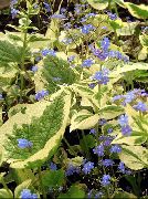 Бруннера (Незабудочник) Brunnera macrophylla