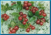  ������� ����� �������� ����, �����������, ������� � ����, ������ Vaccinium vitis-idaea  ������