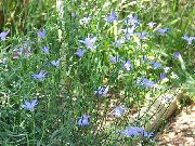 ����������� Wahlenbergia stricta