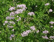 ��������� �������������  Valeriana officinalis 
