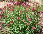 ������� ������� ����� ��������� ������� ����, �����������, ������� � ����, ������ Centranthus ruber ������