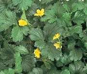 ������ ������� ����� ������������ ����, �����������, ������� � ����, ������ Waldsteinia ternata. ������
