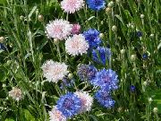 ������� ������� ����� �������  ���������� ����, �����������, ������� � ����, ������ Centaurea  ������