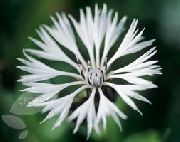����� ������� ����� �������  ���������� ����, �����������, ������� � ����, ������ Centaurea  ������