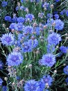 ������� ������� ����� �������  ���������� ����, �����������, ������� � ����, ������ Centaurea  ������
