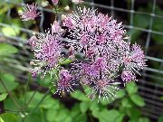 ��������� ������� ����� ����������� ����, �����������, ������� � ����, ������ Thalictrum  ������
