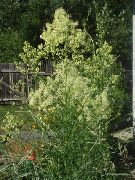 ������ ������� ����� ����������� ����, �����������, ������� � ����, ������ Thalictrum  ������