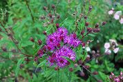 �������� Vernonia crinita
