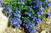 ����� ������� ����� �������� ����������� ����, �����������, ������� � ����, ������ Veronica ������