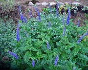 Вероника многолетняя высокая Veronica longifolia