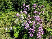 Вечерница (Ночная фиалка, Гесперис) Hesperis