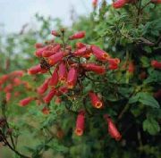 ������������ Eccremocarpus scaber 