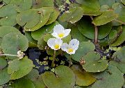 �������� ��������� Hydrocharis