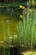 ������� ������� (��������) Hippuris vulgaris