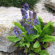 ��������� Wulfenia