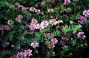 Вязель Coronilla