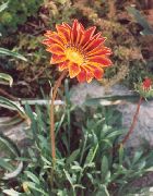 ��������� ������� ����� ������� ����, �����������, ������� � ����, ������ Gazania ������
