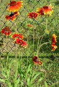 ������� ������� ����� ��������� ����, �����������, ������� � ����, ������ Gaillardia ������