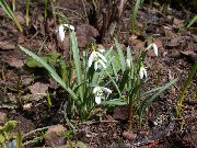 ����� ������� ����� �������� (����������) ����, �����������, ������� � ����, ������ Galanthus  ������