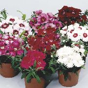������� ������� ����� �������� ��������� ����, �����������, ������� � ����, ������ Dianthus chinensis  ������