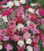 ������� ������� ����� �������� ���� ����, �����������, ������� � ����, ������ Dianthus caryophyllus ������