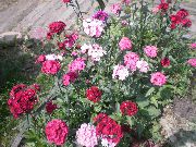 ������� ������� ����� �������� �������� ����, �����������, ������� � ����, ������ Dianthus barbatus ������