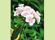 ����� ������� ����� �������� �������� ����, �����������, ������� � ����, ������ Dianthus barbatus ������
