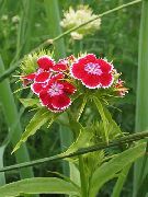 ������� ������� ����� �������� �������� ����, �����������, ������� � ����, ������ Dianthus barbatus ������