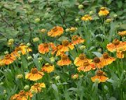 ��������� ������� ����� �������� ������� ����, �����������, ������� � ����, ������ Helenium autumnale  ������