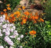  ������� ����� ����������� (����������) ����, �����������, ������� � ����, ������ Helianthemum  ������