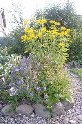 ������ ������� ����� ��������� ����, �����������, ������� � ����, ������ Heliopsis helianthoides ������