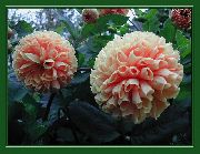 ������� ������� ����� �������� ����, �����������, ������� � ����, ������ Dahlia ������