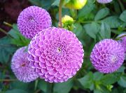 ��������� ������� ����� �������� ����, �����������, ������� � ����, ������ Dahlia ������