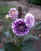 ���������� ������� ����� �������� ����, �����������, ������� � ����, ������ Dahlia ������