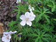 ����� ������� ����� ������ (�����������) ����, �����������, ������� � ����, ������ Geranium ������