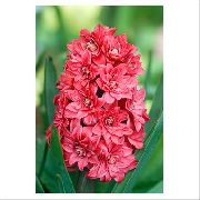 ������� ������� ����� ������� ����, �����������, ������� � ����, ������ Hyacinthus ������