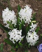 ����� ������� ����� ������� ����, �����������, ������� � ����, ������ Hyacinthus ������