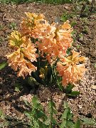 ��������� ������� ����� ������� ����, �����������, ������� � ����, ������ Hyacinthus ������