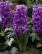 ���������� ������� ����� ������� ����, �����������, ������� � ����, ������ Hyacinthus ������