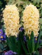 ������ ������� ����� ������� ����, �����������, ������� � ����, ������ Hyacinthus ������