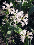 ����������� Hyacinthella pallasiana