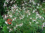 ����� ������� ����� �������� ����, �����������, ������� � ����, ������ Gillenia trifoliata ������