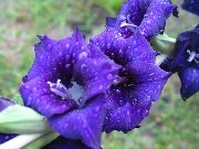 ����� ������� ����� ��������� (�������) ����, �����������, ������� � ����, ������ Gladiolus ������