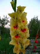 ������ ������� ����� ��������� (�������) ����, �����������, ������� � ����, ������ Gladiolus ������