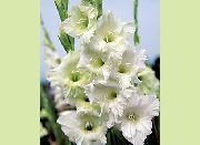 ����� ������� ����� ��������� (�������) ����, �����������, ������� � ����, ������ Gladiolus ������