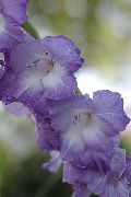������� ������� ����� ��������� (�������) ����, �����������, ������� � ����, ������ Gladiolus ������