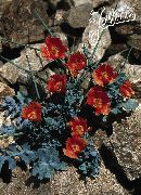 ������� ������� ����� �������� ����, �����������, ������� � ����, ������ Glaucium ������