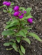 ���������� ������� ����� �������� ����, �����������, ������� � ����, ������ Gomphrena globosa ������