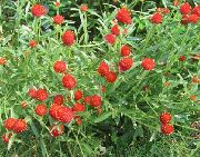 ������� ������� ����� �������� ����, �����������, ������� � ����, ������ Gomphrena globosa ������