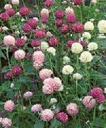 ������� ������� ����� �������� ����, �����������, ������� � ����, ������ Gomphrena globosa ������